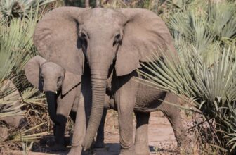 Image of two elephants, the larger of which lacks tusks.