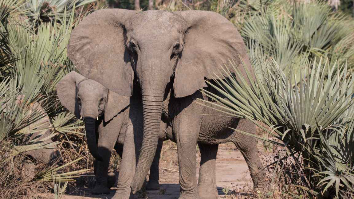 Image of two elephants, the larger of which lacks tusks.