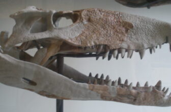 Photo of the elongated skull of a toothy reptile.