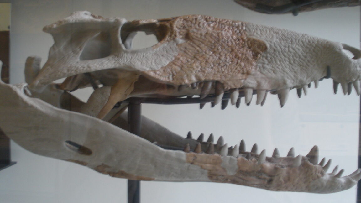 Photo of the elongated skull of a toothy reptile.