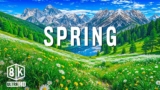 Spring Colours in 8K UHD 🌈 The Awakening Of Nature With Enjoyable Piano Music🎶