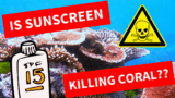 Is Your Sunscreen Killing Coral Reefs? The Science