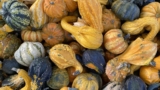 5 Splendidly Bizarre Fall Greens You are Going to Love