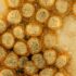 Is Your Sunscreen Killing Coral Reefs? The Science