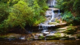 Hellbender – The Smoky Mountains Salamander