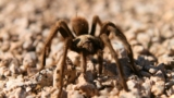 Are Tarantulas Harmful? – Wildland Trekking