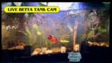 Dwell Aquarium🐟Tangerine Koi Betta, shrimps🦐 Trumpet Snails🐌Fish Tank Cam🐠No sound Enjoyable video