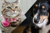 Sundays With Tabs the Cat, Make-up and Magnificence Weblog Mascot, Vol. 861