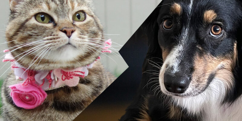 Sundays With Tabs the Cat, Make-up and Magnificence Weblog Mascot, Vol. 861