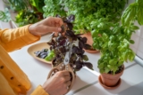 How To Develop an Herb Backyard in Your RV or Van