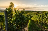 Wine tasting holidays in France and Europe: the ultimate guide